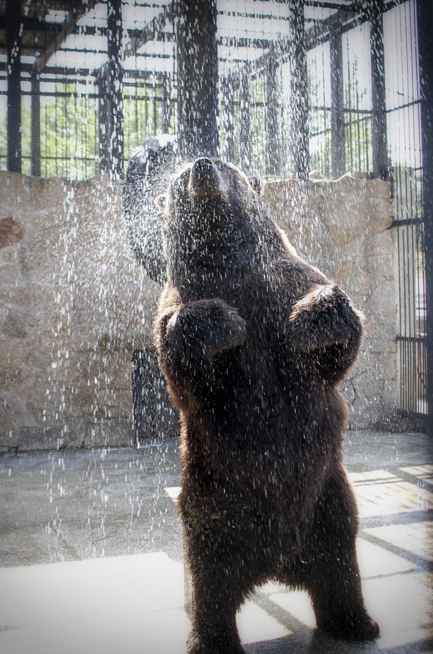 Подборка интересных душевых и туалетов