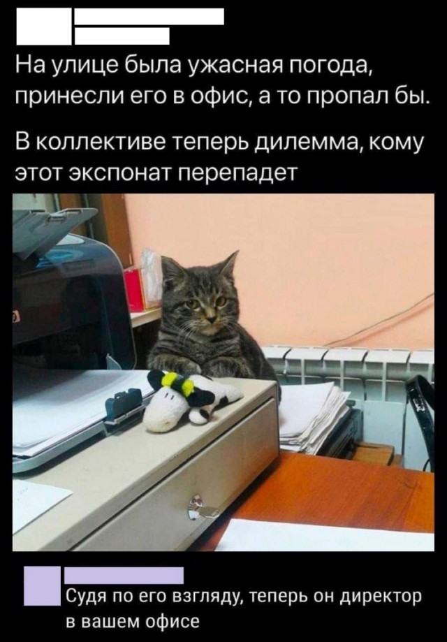 Котовторник в картинках