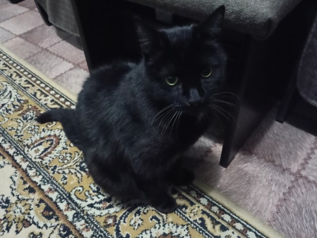 Котовторник 05/11/2024