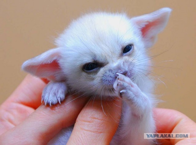 Лисаполоса