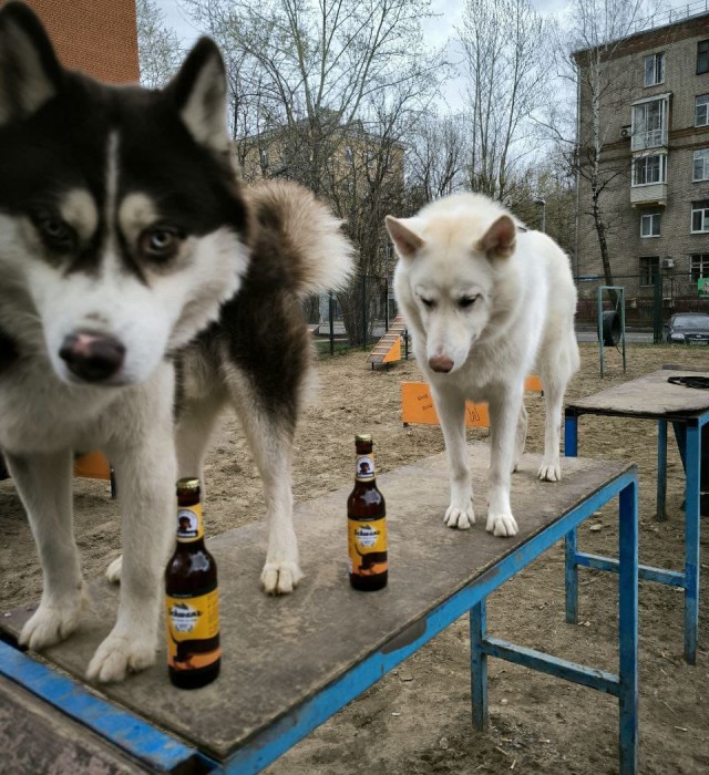 У меня собака-компаньон