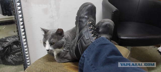 Котопост с загадкой