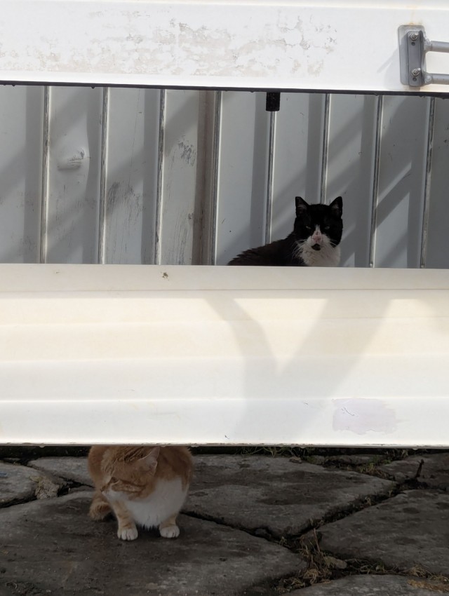 Котовторник из Палермо