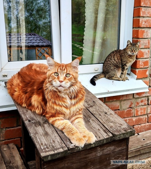 Котовторник же!