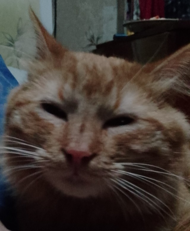 Ура, котовторник!