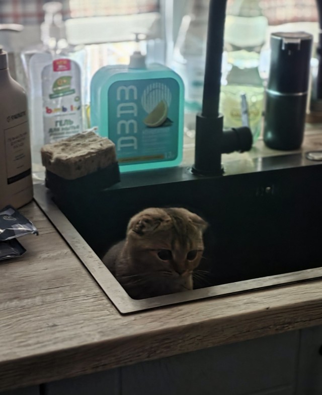 Котовторник же