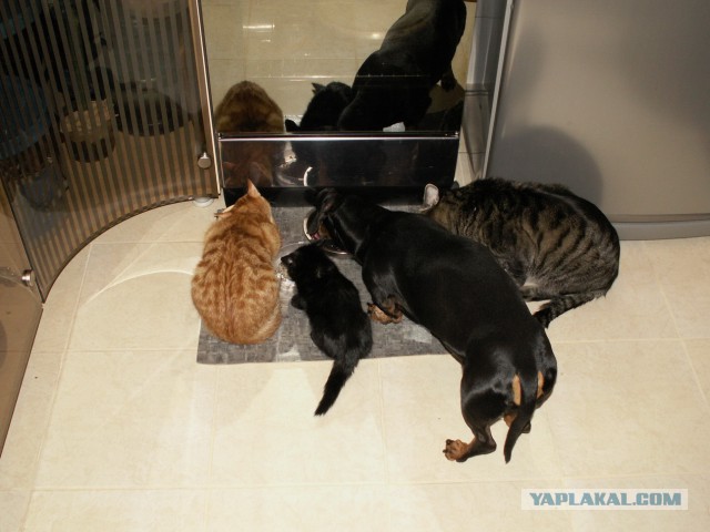 Котовторник 26.11.2013