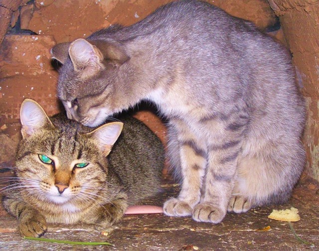 Станный девайс