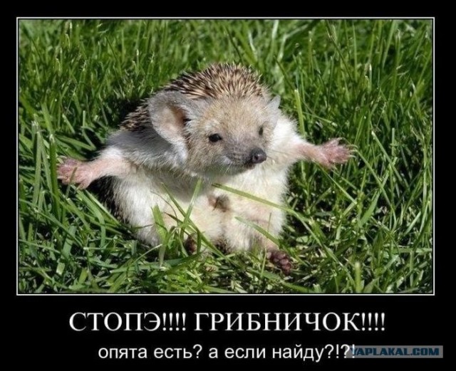 Моя коллекция ежей...
