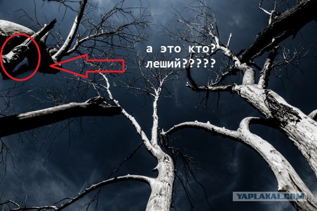 Сфотографировал вчера перед грозой