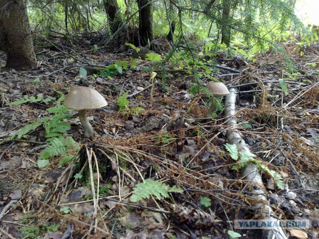 И снова про грибы.