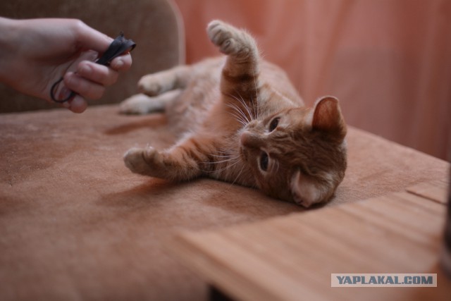 Котовторник 27.01.2015