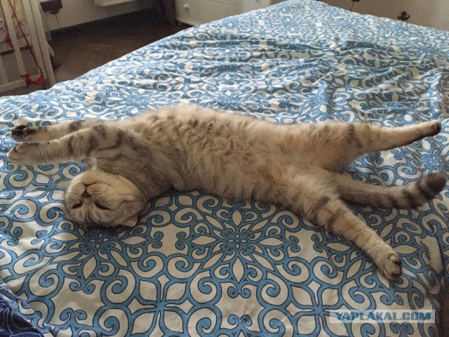 Котовторник