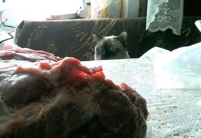 Я кот Матвей , мой метод прост...