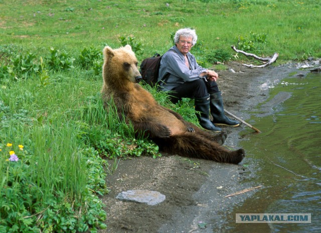 Медведи Камчатки