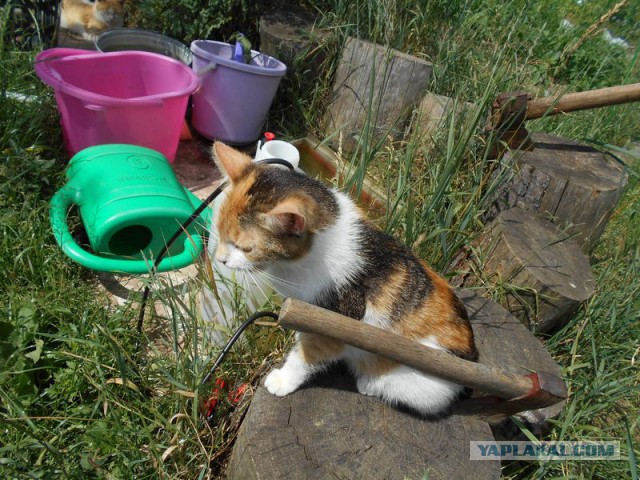 Жизнь домашнего приюта для котеек 119