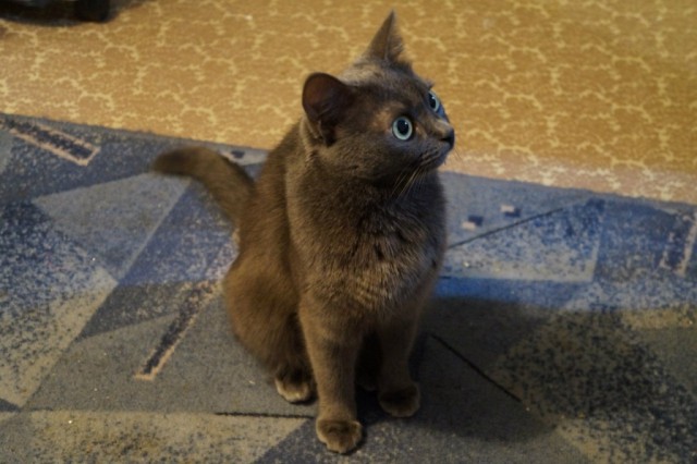 Коты и Кошки