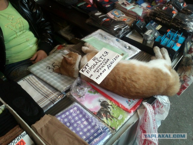 Картинки всякие для поднятия настроения