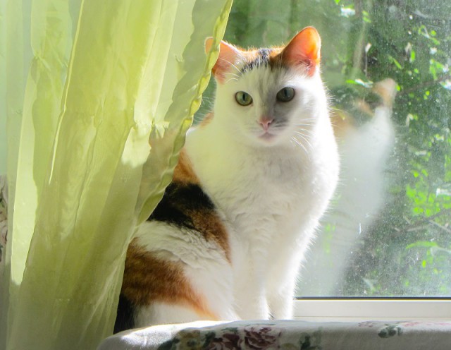 Котовторник 1.08.17