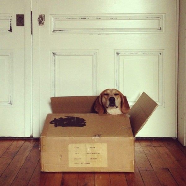 Спокойствие! Только спокойствие!