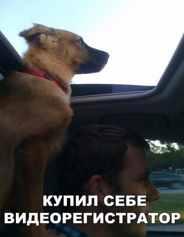 Подборка забавных животных