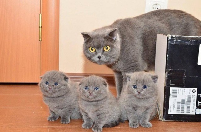 Коты и Кошки