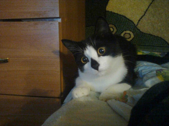 Коты и Кошки