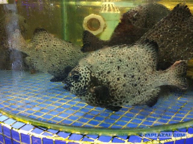 ХАЙНАНЬ. Записки путешественника. Часть первая.