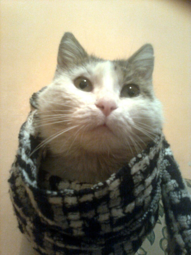 Прикольных котов пост