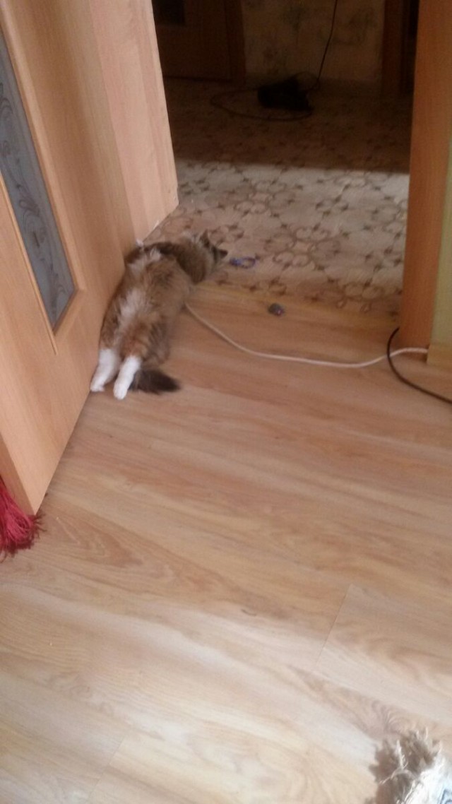 Кот без прикрас