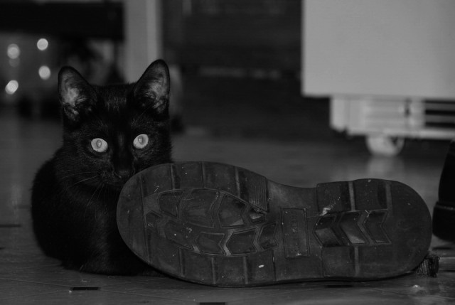 Котовторник: Кошки гаваны и другие!