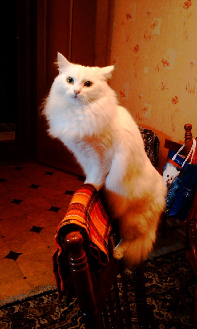 Котовторник - С праздником, котоводы!