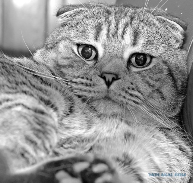 Начинаем котовторник!