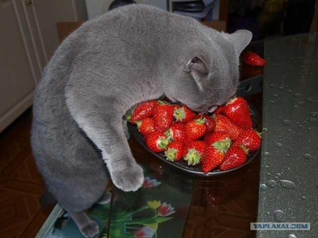 Котовторник  07.06.11