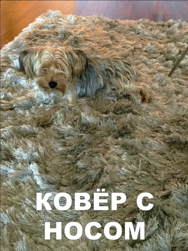 Нестандартный юмор