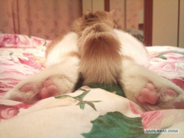 Котовторник 17 января