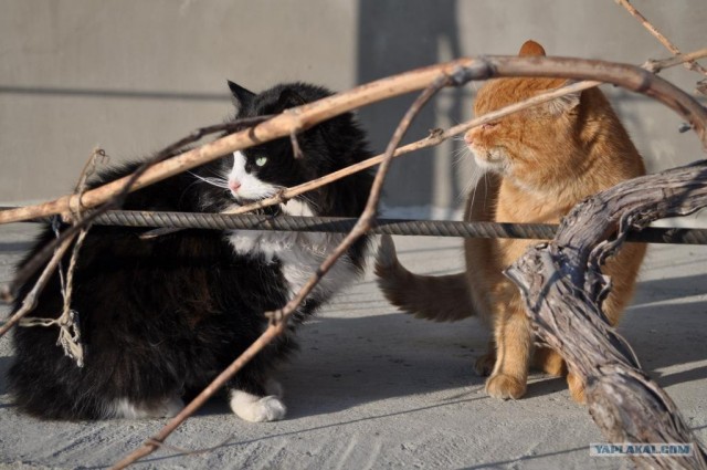 Котовторник (07.02.2012)