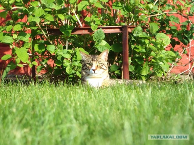 Котовторник 27.03.2012