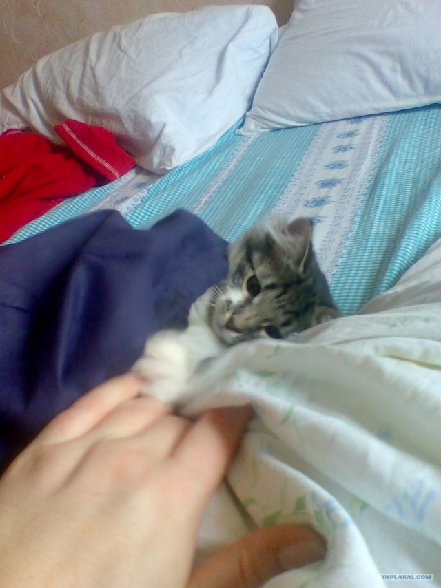 Котовторник  от 3.04.2012