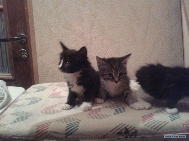Котовторник 8 мая 2012