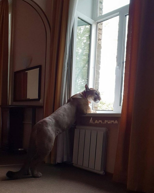 Живность из сети