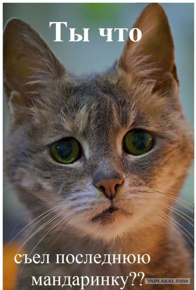 Кто?! Кто посмел обидеть маленького?!