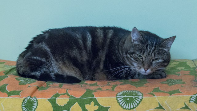 Прикольных котов пост