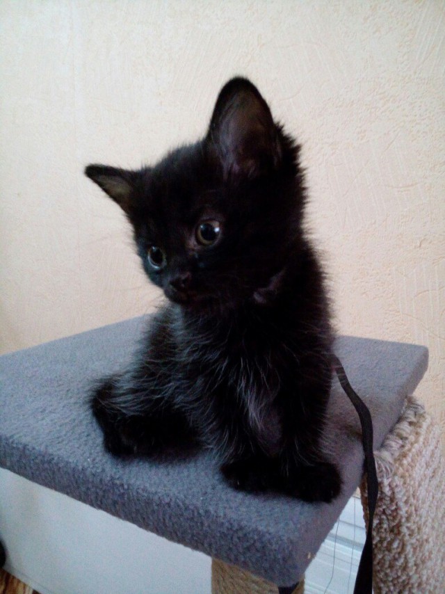 Забавные фото котеек