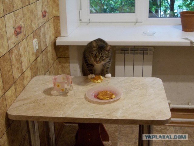 Куриный воришка