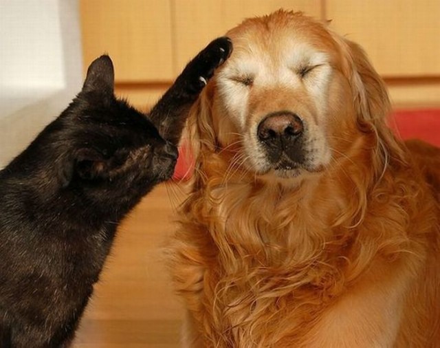 Уже не котовторник, но еще и не собакочетверг