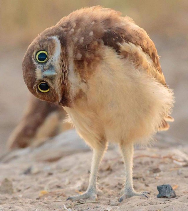 Забавные животные
