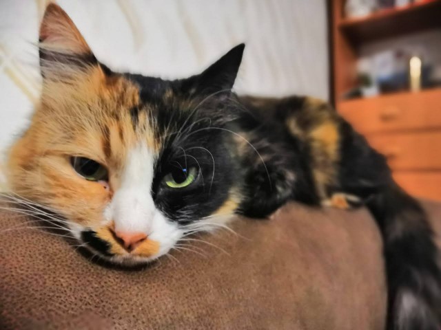Про котов