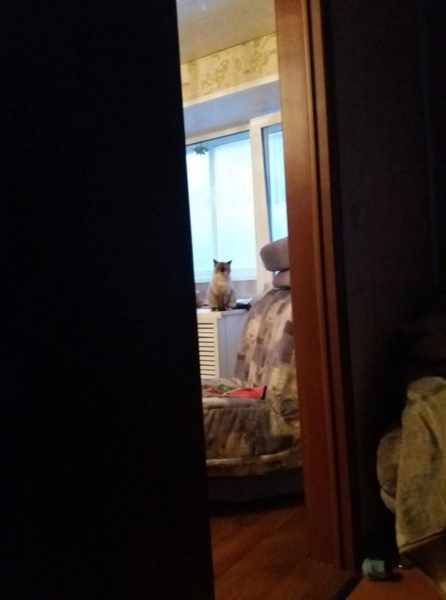 Эти забавные животные