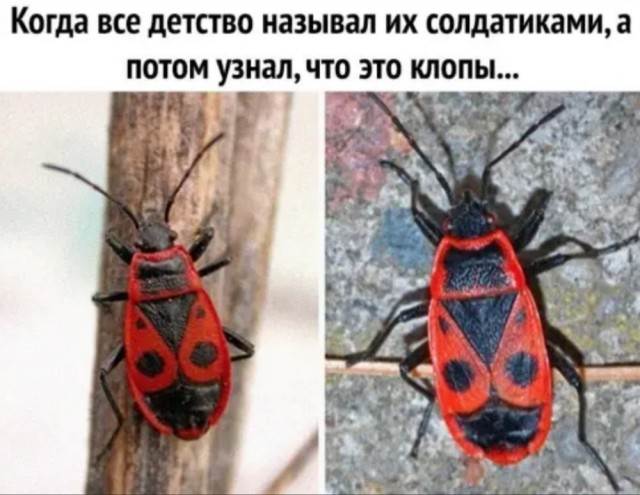 Бредзона 19.08.2020